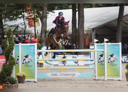 Deutsches Reitpferd, Stute, 17 Jahre, 174 cm, Dunkelbrauner