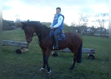 Deutsches Reitpferd, Stute, 18 Jahre, 170 cm, Brauner