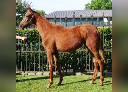 Deutsches Reitpferd, Stute, 1 Jahr, 145 cm