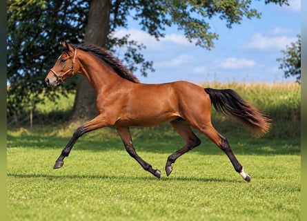 Deutsches Reitpferd, Stute, 1 Jahr, Brauner