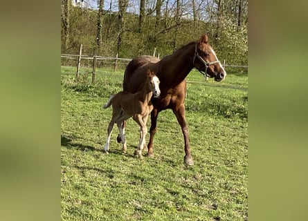 Deutsches Reitpferd, Stute, 23 Jahre, 150 cm, Fuchs