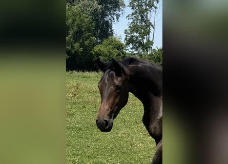 Deutsches Reitpferd, Stute, 2 Jahre, 164 cm, Dunkelbrauner