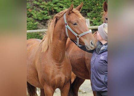 Deutsches Reitpferd, Stute, 2 Jahre, 166 cm, Fuchs