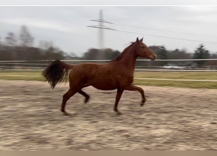 Deutsches Reitpferd, Stute, 2 Jahre, Fuchs
