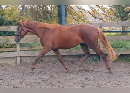 Deutsches Reitpferd, Stute, 2 Jahre, Fuchs