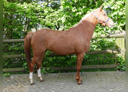 Deutsches Reitpferd, Stute, 3 Jahre, 142 cm