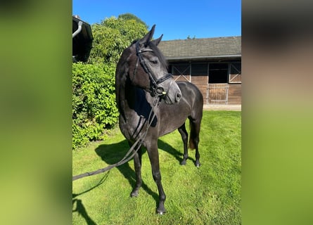 Deutsches Reitpferd, Stute, 3 Jahre, 150 cm, Apfelschimmel