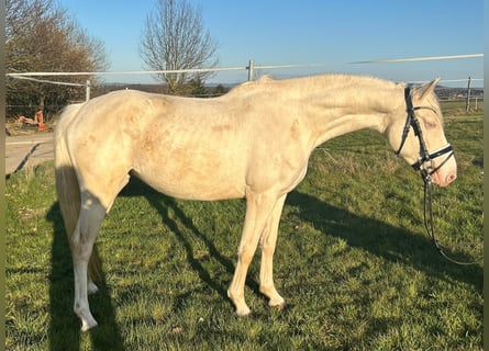 Deutsches Reitpferd, Stute, 3 Jahre, 155 cm, Cremello