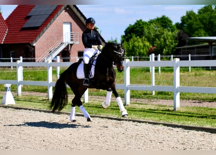 Deutsches Reitpferd, Stute, 3 Jahre, 163 cm, Brauner