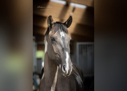 Deutsches Reitpferd, Stute, 3 Jahre, 166 cm, Grullo