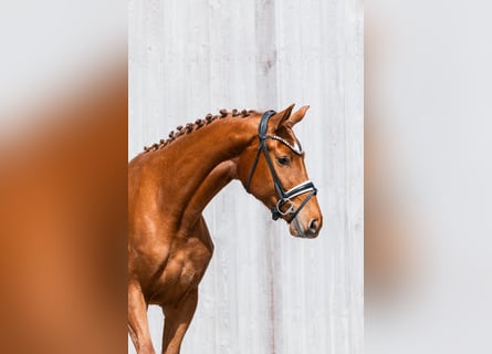Deutsches Reitpferd, Stute, 3 Jahre, 167 cm, Fuchs