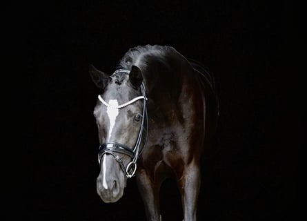 Deutsches Reitpferd, Stute, 3 Jahre, 167 cm, Rappe