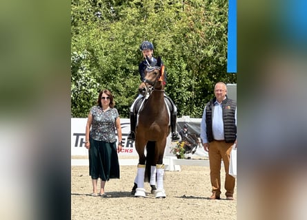 Deutsches Reitpferd, Stute, 3 Jahre, 169 cm, Dunkelbrauner Deutsches Reitpferd, Stute, 3 Jahre, 169 cm, Dunkelbrauner