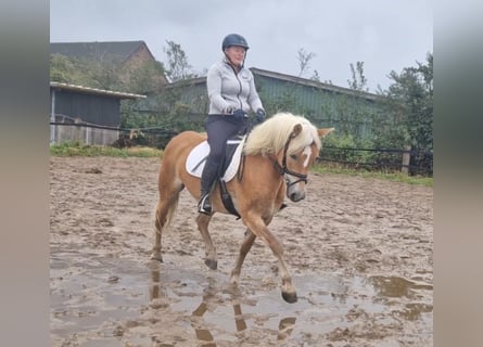 Deutsches Reitpferd, Stute, 3 Jahre, Brauner