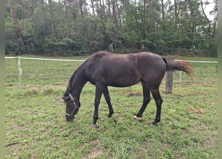 Deutsches Reitpferd, Stute, 3 Jahre, Schwarzbrauner