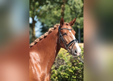 Deutsches Reitpferd, Stute, 4 Jahre, 158 cm, Fuchs