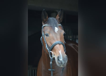 Deutsches Reitpferd, Stute, 4 Jahre, 160 cm, Brauner