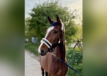 Deutsches Reitpferd, Stute, 4 Jahre, 163 cm, Brauner