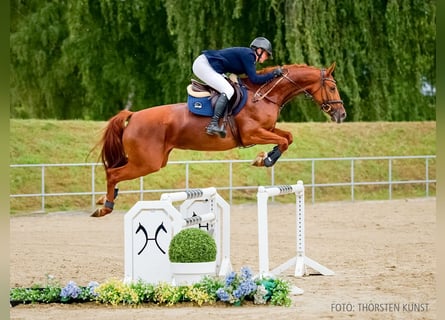 Deutsches Reitpferd, Stute, 4 Jahre, 163 cm, Dunkelfuchs
