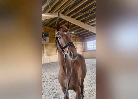 Deutsches Reitpferd, Stute, 4 Jahre, 164 cm, Fuchs