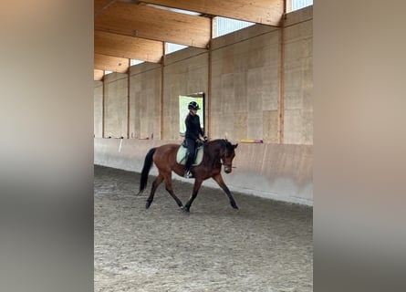 Deutsches Reitpferd, Stute, 4 Jahre, 164 cm, Hellbrauner