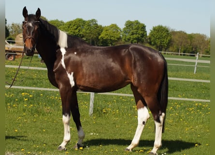 Deutsches Reitpferd, Stute, 4 Jahre, 165 cm, Schecke