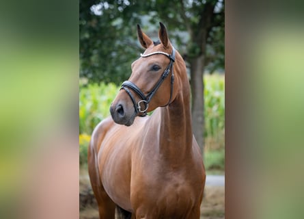 Deutsches Reitpferd, Stute, 4 Jahre, 167 cm, Brauner