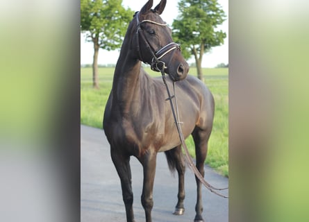 Deutsches Reitpferd, Stute, 4 Jahre, 167 cm, Dunkelbrauner