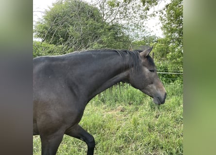 Deutsches Reitpferd, Stute, 4 Jahre, 168 cm, Kann Schimmel werden