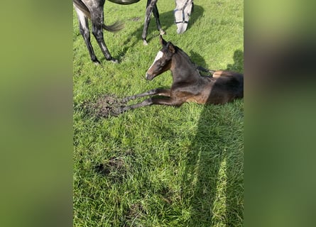 Deutsches Reitpferd, Stute, 4 Jahre, 168 cm