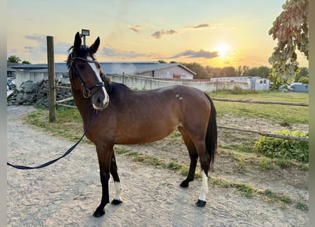 Deutsches Reitpferd, Stute, 5 Jahre, 160 cm, Dunkelbrauner