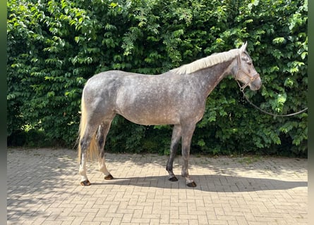 Deutsches Reitpferd, Stute, 5 Jahre, 163 cm