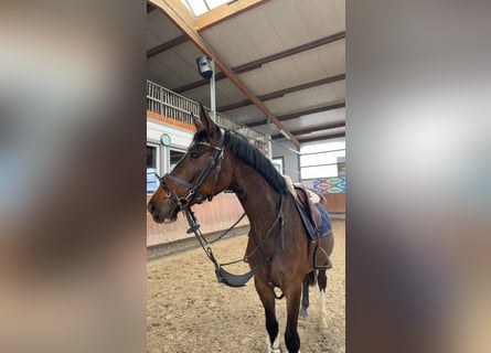 Deutsches Reitpferd, Stute, 5 Jahre, 163 cm, Dunkelbrauner
