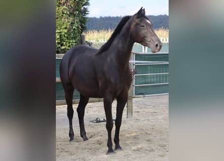 Deutsches Reitpferd, Stute, 5 Jahre, 164 cm, Rappe