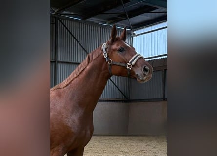 Deutsches Reitpferd, Stute, 5 Jahre, 165 cm, Fuchs