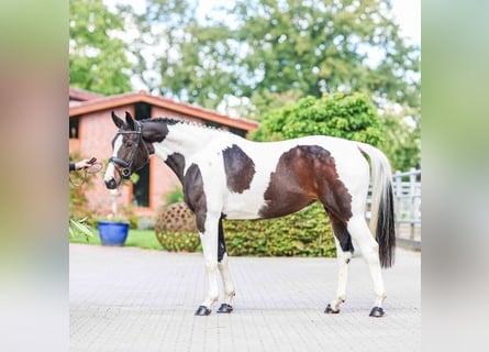 Deutsches Reitpferd, Stute, 5 Jahre, 165 cm, Schecke