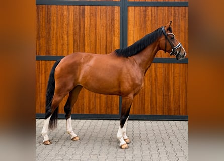 Deutsches Reitpferd, Stute, 5 Jahre, 167 cm, Brauner
