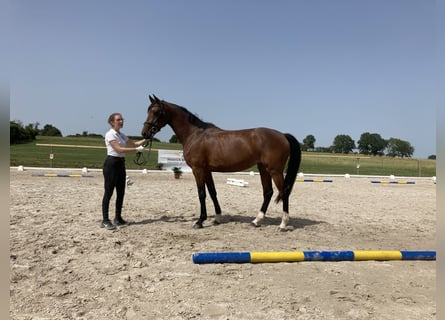 Deutsches Reitpferd, Stute, 5 Jahre, 167 cm, Brauner