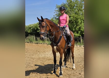 Deutsches Reitpferd, Stute, 5 Jahre, 168 cm, Brauner