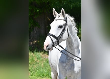 Deutsches Reitpferd, Stute, 5 Jahre, 168 cm, Schecke