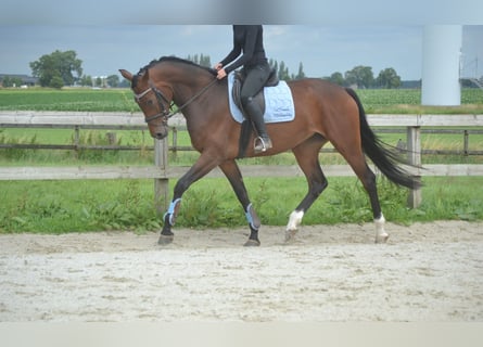 Deutsches Reitpferd, Stute, 5 Jahre, 170 cm, Brauner