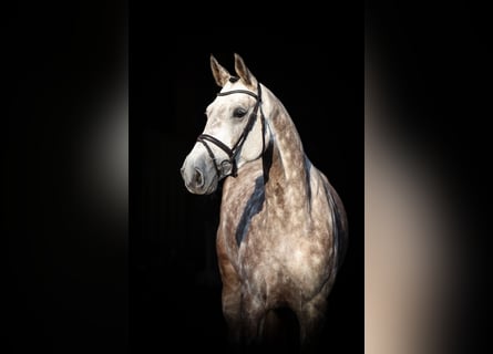 Deutsches Reitpferd, Stute, 5 Jahre, 172 cm, Apfelschimmel