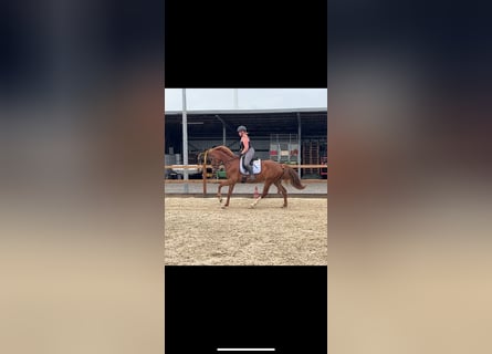 Deutsches Reitpferd, Stute, 6 Jahre, 157 cm, Fuchs