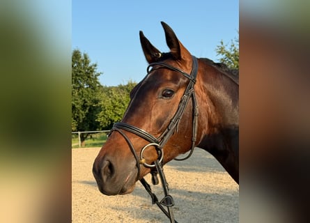 Deutsches Reitpferd, Stute, 6 Jahre, 160 cm, Dunkelbrauner
