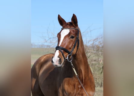 Deutsches Reitpferd, Stute, 6 Jahre, 166 cm, Fuchs