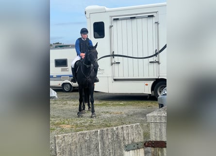 Deutsches Reitpferd, Stute, 6 Jahre, 166 cm, Schwarzbrauner