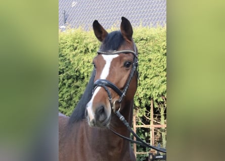 Deutsches Reitpferd, Stute, 6 Jahre, 167 cm, Brauner