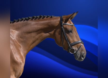 Deutsches Reitpferd, Stute, 6 Jahre, 170 cm, Brauner