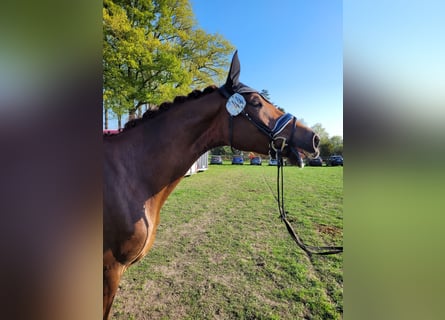 Deutsches Reitpferd, Stute, 6 Jahre, 175 cm, Fuchs