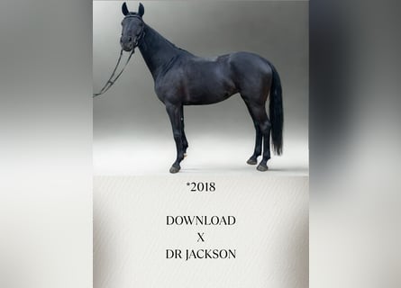 Deutsches Reitpferd, Stute, 7 Jahre, 164 cm, Rappe